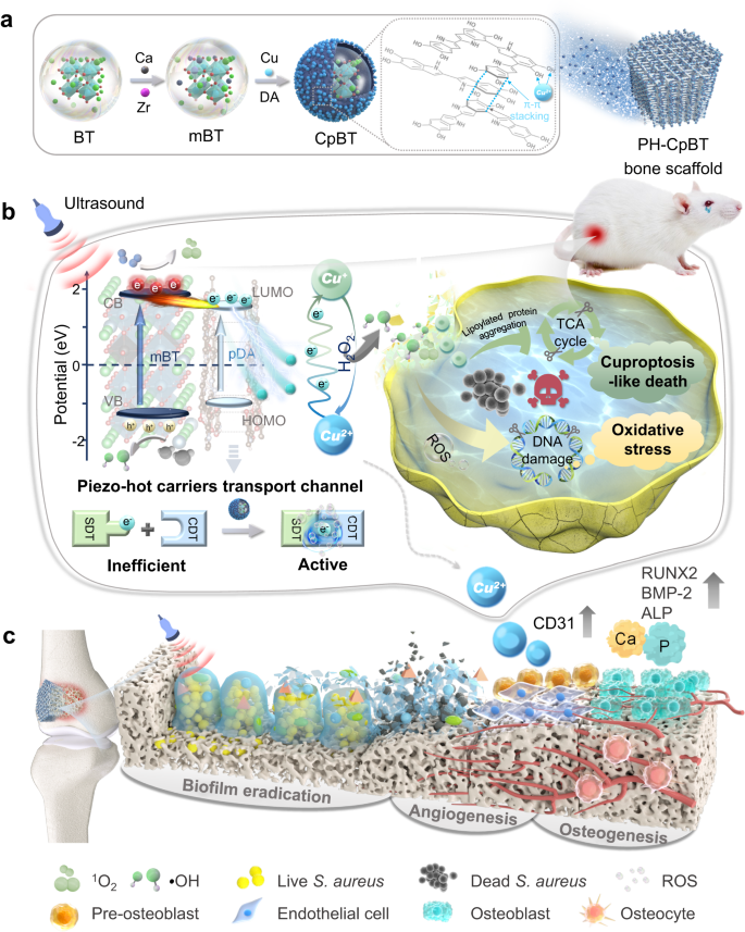 Ultrasound-activated piezo-hot carriers trigger tandem catalysis coordinating cuproptosis-like bacterial death against implant infections.