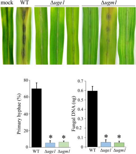 The galactose metabolism genes UGE1 and UGM1 are novel virulence factors of the maize anthracnose fungus Colletotrichum graminicola.