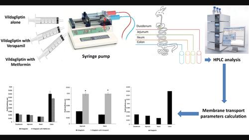 In situ evaluation of the impact of metformin or verapamil coadministration with vildagliptin on its regional absorption from the rabbit’s intestine