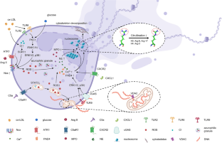 Neutrophil extracellular traps: a catalyst for atherosclerosis.