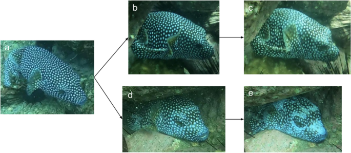 Physiological color change in guineafowl puffers (Arothron meleagris)