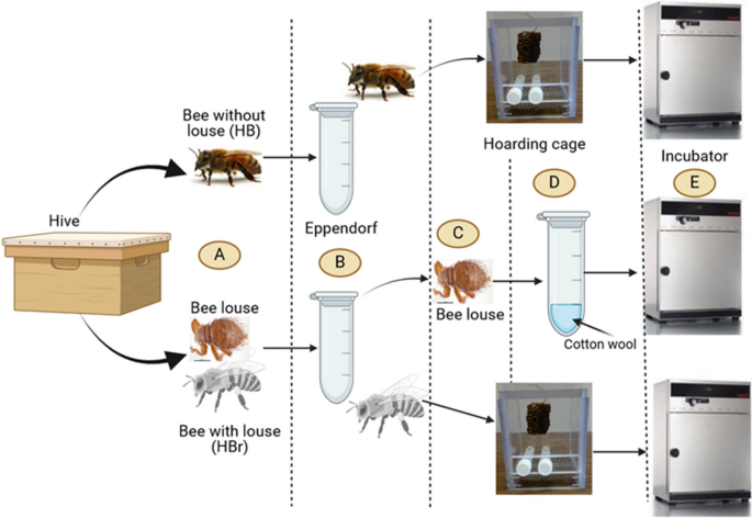 A Hitchhiker's Ride: The Honey Bee Louse Braula Coeca (Diptera: Braulidae) Selects its Host by Eavesdropping.