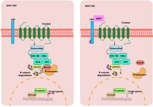 RETRACTED ARTICLE: Wnt, notch signaling and exercise: what are their functions?