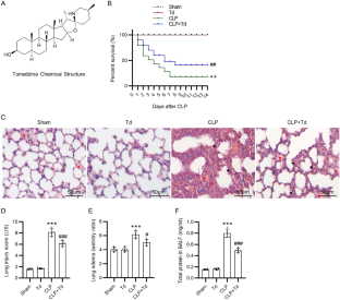 Tomatidine activates autophagy to improve lung injury and inflammation in sepsis by inhibiting NF-κB and MAPK pathways.