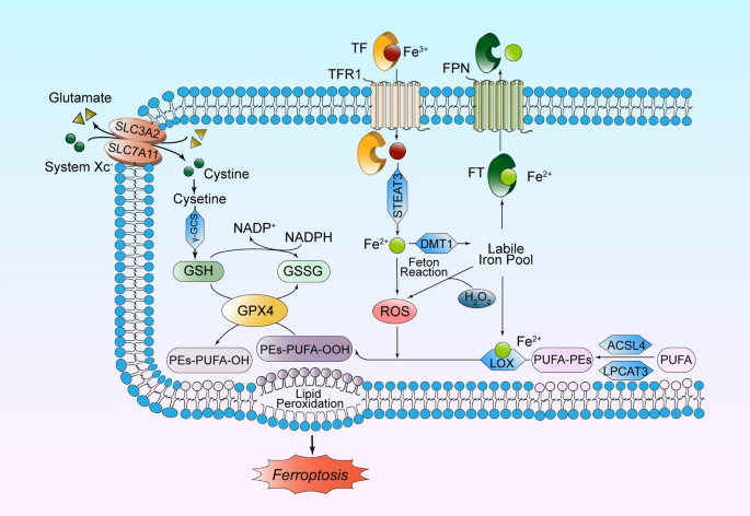 Progress of Ferroptosis in Ischemic Stroke and Therapeutic Targets.