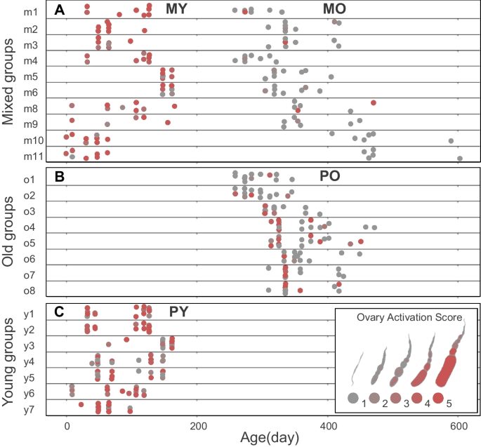 No sign of reproductive cessation in the old workers of a queenless ponerine ant