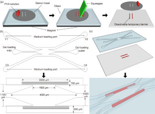 Dissolvable temporary barrier: a novel paradigm for flexible hydrogel patterning in organ-on-a-chip models