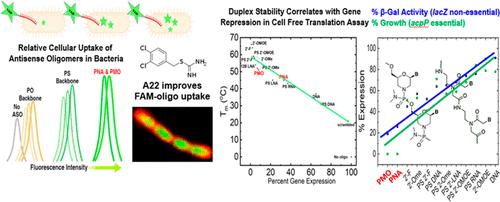 Understanding Antisense Oligonucleotide Efficiency in Inhibiting Prokaryotic Gene Expression