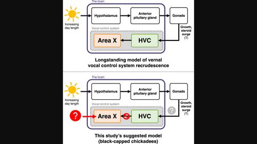 Vernal growth of vocal control nucleus Area X, but not HVC, precedes gonadal recrudescence in wild black-capped chickadees (Poecile atricapillus).