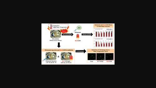 Melatonin injection and red light irradiation affect the antioxidant response and cell damage in disk abalone (Haliotis discus hannai) exposed to high water temperatures