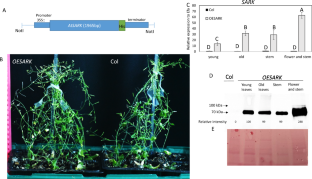 Role of SENESCENCE-ASSOCIATED RECEPTOR-LIKE KINASE (SARK) in senescence regulation and developmental processes in Arabidopsis