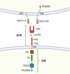 Targeting EphA2: a promising strategy to overcome chemoresistance and drug resistance in cancer.