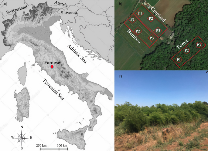 Carbon sequestration in a bamboo plantation: a case study in a Mediterranean area