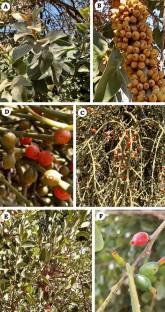 Comparative study of three local mistletoes: insights from photosynthetic, ionomic, and metabolomic attributes