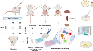 Monophosphoryl lipid A as a co-adjuvant in methicillin-resistant Staphylococcus aureus vaccine development: improvement of immune responses in a mouse model of infection.