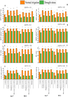 Protective role of manganese, proline and rice straw extract in wheat against drought driven oxidative stress