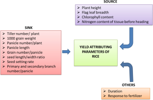 Genetic and functional mechanisms of yield-related genes in rice