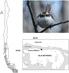 Risk-taking behavior relates to Leucocytozoon spp. infection in a sub-Antarctic rainforest bird