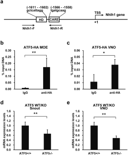 Nescient helix-loop-helix 1 (Nhlh1) is a novel activating transcription factor 5 (ATF5) target gene in olfactory and vomeronasal sensory neurons in mice.