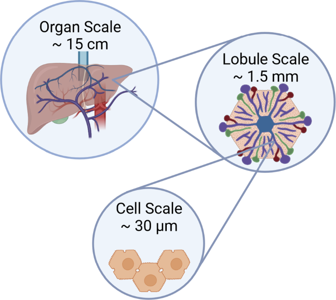 Quantifying fat zonation in liver lobules: an integrated multiscale in silico model combining disturbed microperfusion and fat metabolism via a continuum biomechanical bi-scale, tri-phasic approach