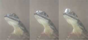 Diving behavior in semi-aquatic Anolis lizards results in heat loss with sex-specific cooling tolerance