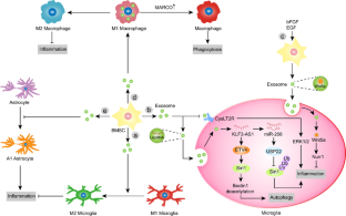 Effects of Bone Marrow Mesenchymal Stem Cell-Derived Exosomes in Central Nervous System Diseases.