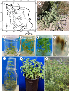 In vitro micropropagation and conservation of endangered medicinal plant Nepeta asterotricha Rech.f. (Lamiaceae): genetic fidelity, phytochemical and biological assessment