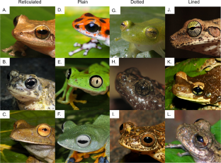 Does the diversity of anuran iris patterns have an ecological function or is it just beauty in the eye of the beholder?