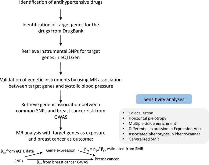 Antihypertensive drug targets and breast cancer risk: a two-sample Mendelian randomization study.