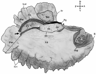 Developmental variations of sagitta otolith in different body size groups of Trichogaster fasciata (Bloch and Schneider, 1801)