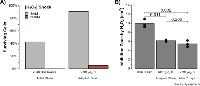 Enhanced oxidative stress resistance in Ustilago maydis and its implications on the virulence.