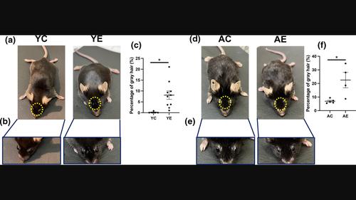 Premature gray hair development in the interbrow region owing to the loss of maxillary first molars in young mice