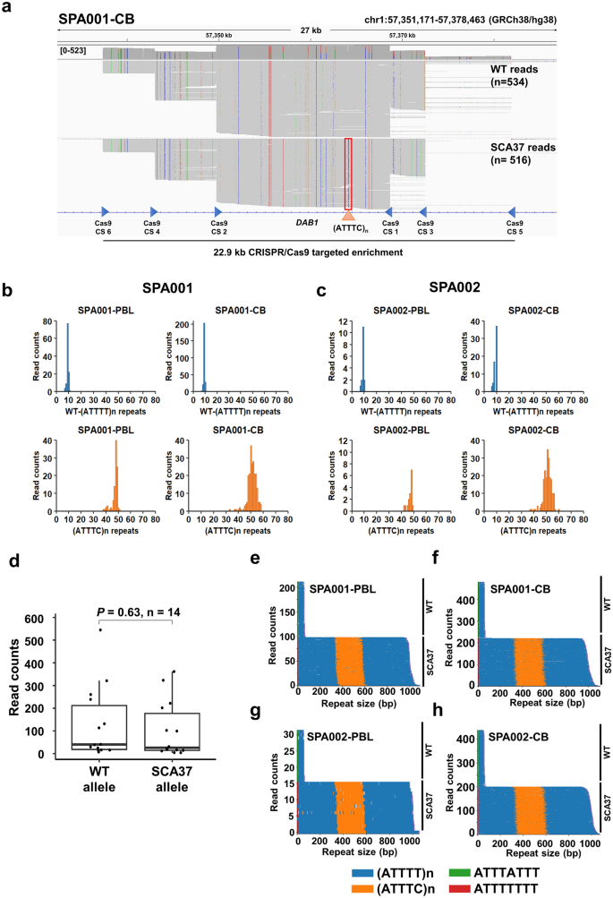 Novel genotype-phenotype correlations, differential cerebellar allele-specific methylation, and a common origin of the (ATTTC)<sub>n</sub> insertion in spinocerebellar ataxia type 37.