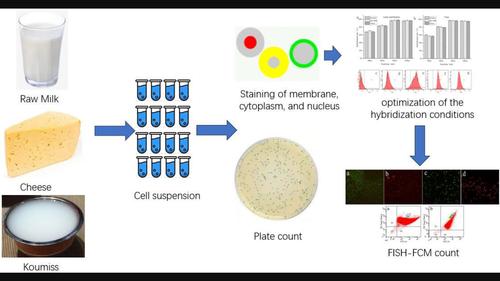 Establishment of a rapid counting method for lactic acid bacteria and yeast in dairy products