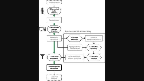 Aggregated time-series features boost species-specific differentiation of true and false positives in passive acoustic monitoring of bird assemblages