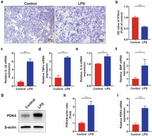 Inhibition of Pyruvate Dehydrogenase Kinase 4 Protects Cardiomyocytes from lipopolysaccharide-Induced Mitochondrial Damage by Reducing Lactate Accumulation.