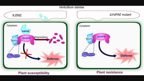 The secreted feruloyl esterase of Verticillium dahliae modulates host immunity via degradation of GhDFR.