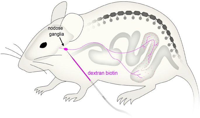 Identification of vagal afferent nerve endings in the mouse colon and their spatial relationship with enterochromaffin cells.