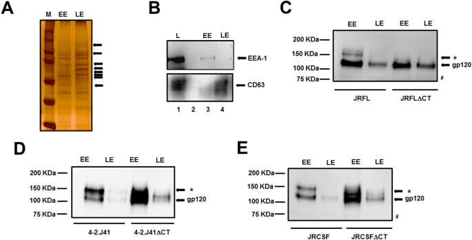 Correction: Kennedy Epitope (KE)-dependent Retrograde Transport of Efficiently Cleaved HIV-1 Envelopes (Envs) and its Effect on Env Cell Surface Expression and Viral Particle Formation