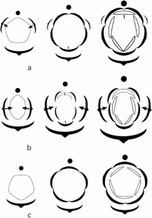 The interaction between heterochrony and mechanical forces as main driver of floral evolution