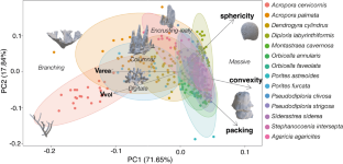 Three-dimensional morphological variation and physical functionality of Caribbean corals