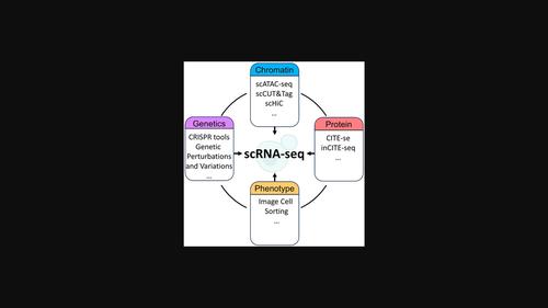 The rise of single-cell transcriptomics in yeast