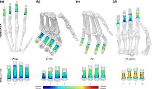 Cortical bone architecture of hominid intermediate phalanges reveals functional signals of locomotion and manipulation