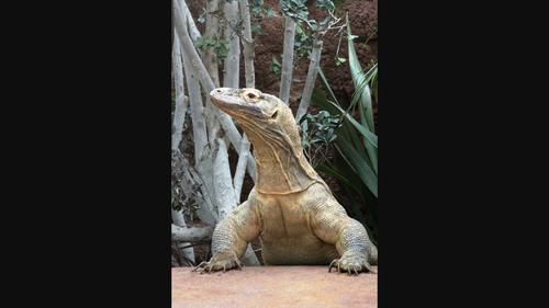 Non-invasive measurement of glucocorticoids: The reptile perspective