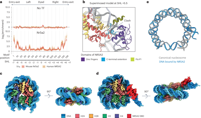 Nucleosome-bound NR5A2 structure reveals pioneer factor mechanism by DNA minor groove anchor competition