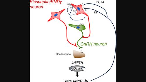 Kisspeptin and neurokinin B neuroendocrine pathways in the control of human ovulation