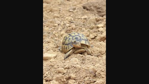 Shorter telomeres are associated with shell anomalies in a long-lived tortoise