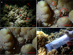 Spawn release of a Sclerophytum soft coral species in Okinawa Island, Japan