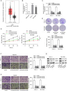 LncRNA DGUOK-AS1 Promotes Cell Progression in Lung Squamous Cell Carcinoma by Regulation of miR-653-5p/SLC6A15 Axis.