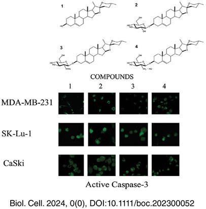 Diosgenyl glucosamine conjugates increase pro-apoptotic and selective activities in cancer cell lines